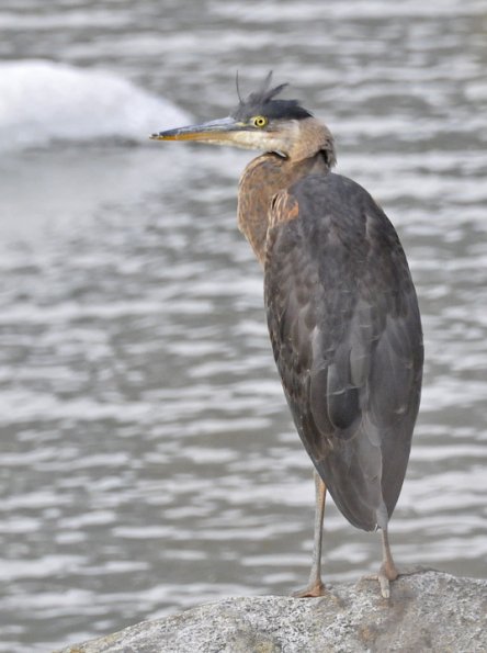 great-blue-heron-along-mendenhall-lake