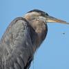 great-blue-heron-and-bug