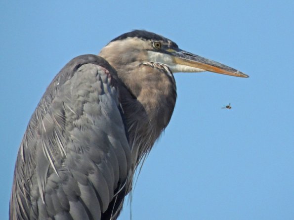 great-blue-heron-and-bug