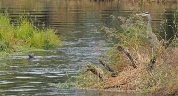 great-blue-heron-and-river-otter