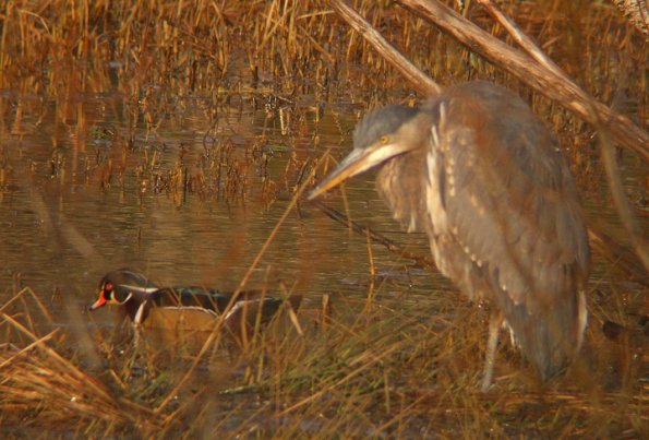 great-blue-heron-and-wood-duck