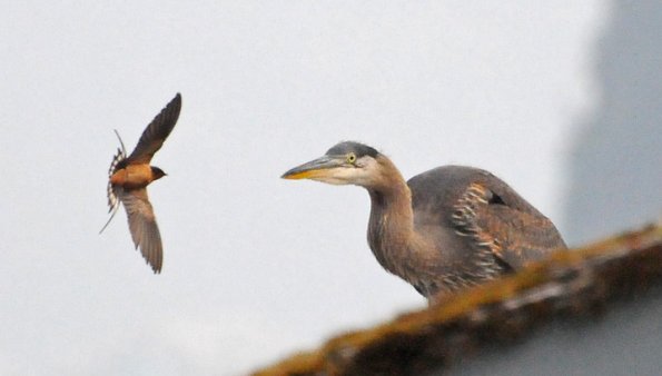 great-blue-heron-being-harassed-by-barn-swallow-1