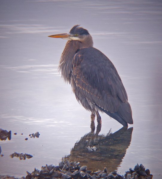 great-blue-heron-digiscoped