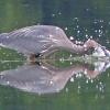 great-blue-heron-dives-after-fish