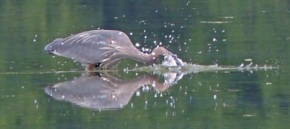 great-blue-heron-dives-after-fish