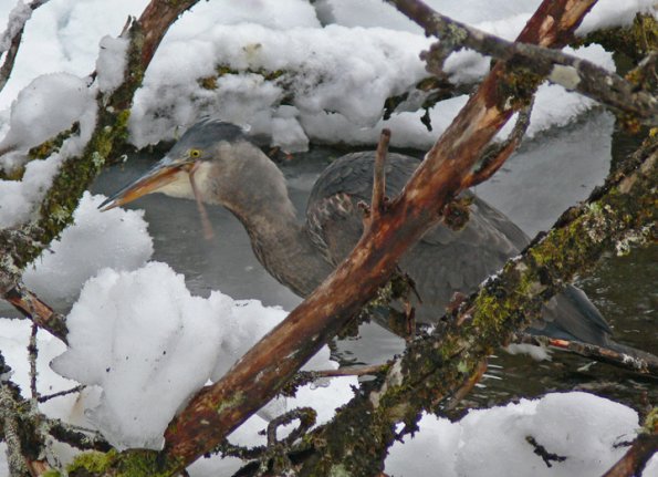 great-blue-heron-eating-salmon-carcass