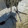 great-blue-heron-feet