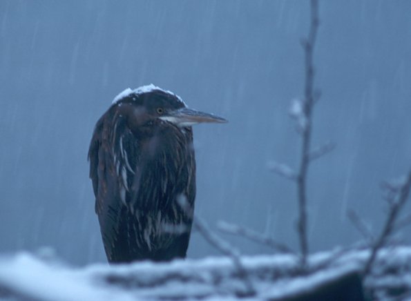 great-blue-heron-in-a-snow-storm