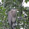 great-blue-heron-in-cottonwood-tree