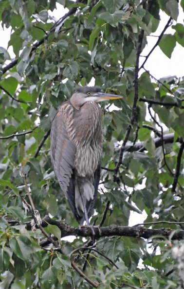 great-blue-heron-in-cottonwood-tree