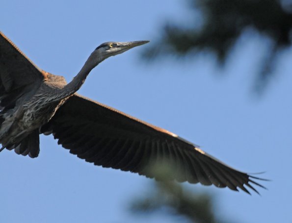 great-blue-heron-in-flight-up-close