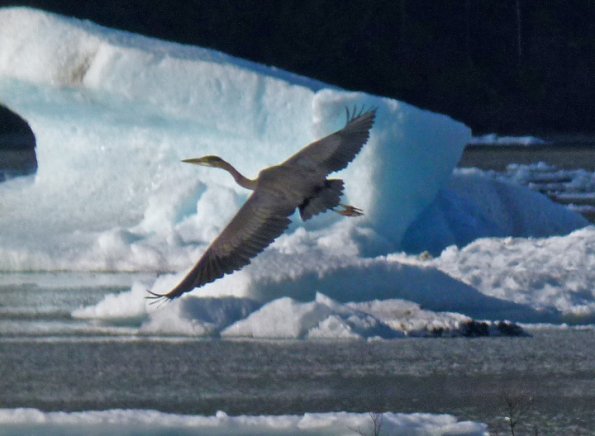 great-blue-heron-in-front-of-iceberg