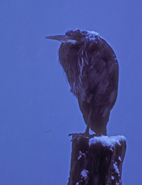 great-blue-heron-on-log-in-snow