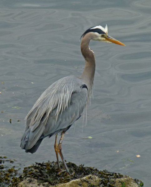 great-blue-heron-portrait-4