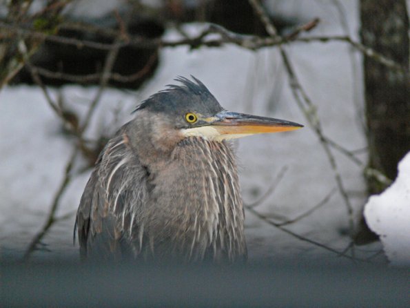 great-blue-heron-standing-next-to-my-car