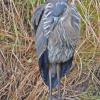 great-blue-heron-steep-creek