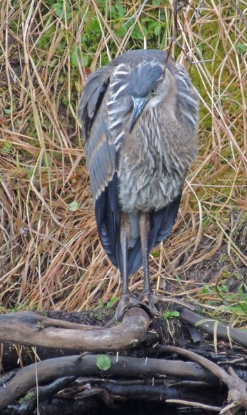 great-blue-heron-steep-creek