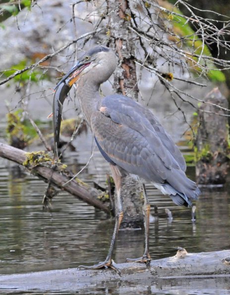 great-blue-heron-with-dolly-varden-2