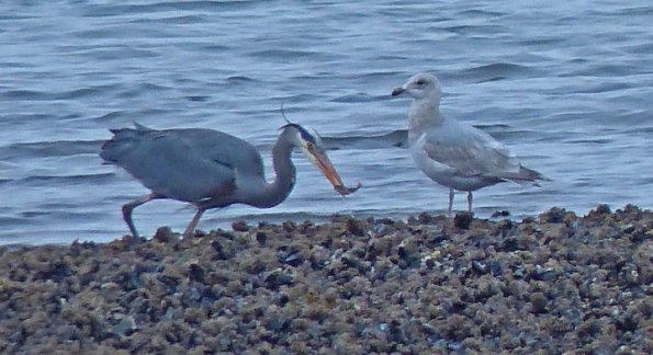 great-blue-heron-with-sculpin-and-gull-watching