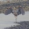 great-blue-heron-with-wings-raised-skagway-july-24