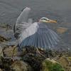 great-blue-heron-with-wings-raised