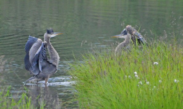 great-blue-herons-interacting