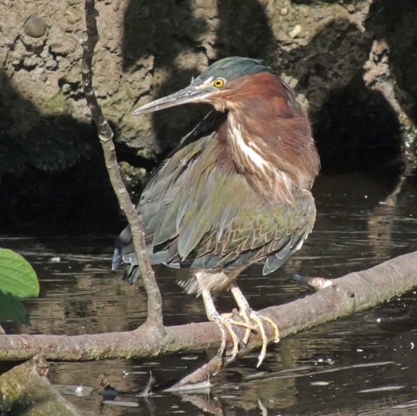 green-heron_1348431455