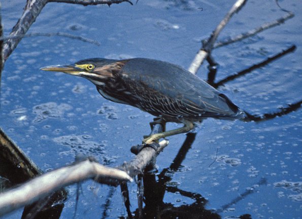 green-heron