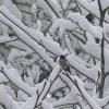 Anna-s-Hummingbird-in-the-snow