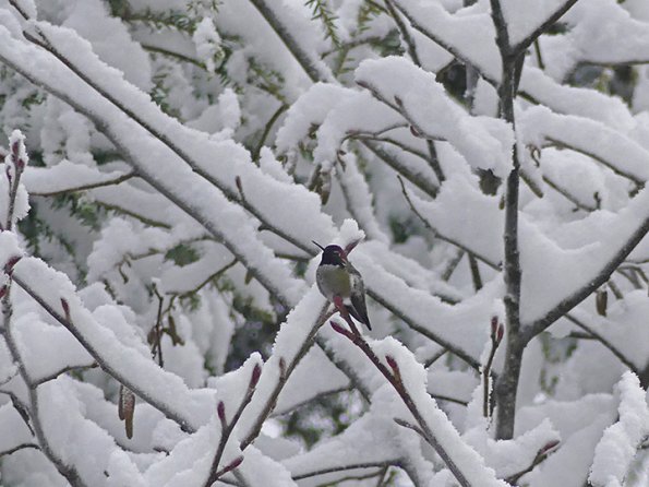 Anna-s-Hummingbird-in-the-snow