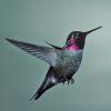 anna-s-hummingbird-male