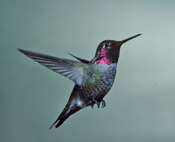 anna-s-hummingbird-male