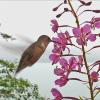 hummingbird-and-fireweed-final-01