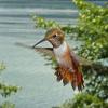 rufous-hummingbird-aggressive-display