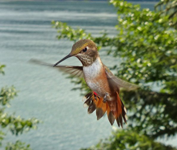 rufous-hummingbird-aggressive-display