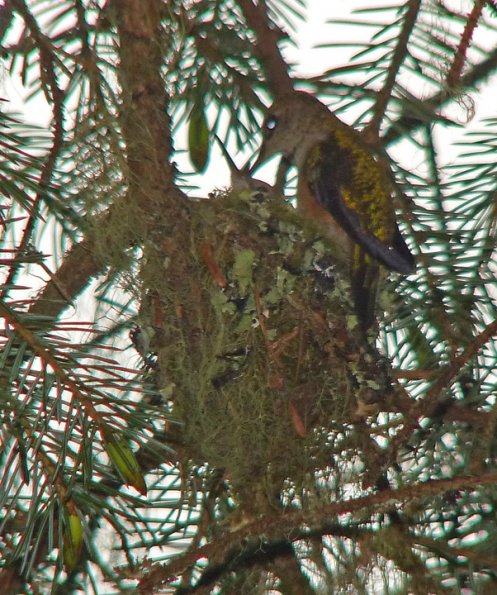 rufous-hummingbird-feeding-young-may-30