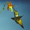 rufous-hummingbird-female-at-columbine