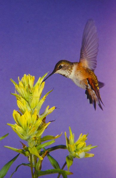 rufous-hummingbird-female-at-paintbrush