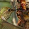 rufous-hummingbird-female-at-sapsucker-well