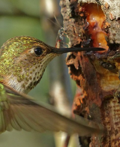 rufous-hummingbird-female-at-sapsucker-well