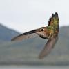 rufous-hummingbird-female-in-flight-2