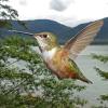 rufous-hummingbird-female-in-flight-2_1405046341