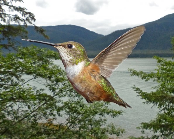 rufous-hummingbird-female-in-flight-2_1405046341