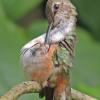 rufous-hummingbird-female-iso-400-1-000-mm