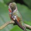 rufous-hummingbird-female-iso-400-1-000mm