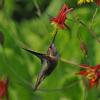 rufous-hummingbird-female-on-columbine-1