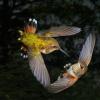rufous-hummingbird-interacting