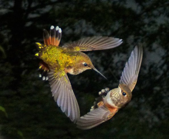 rufous-hummingbird-interacting