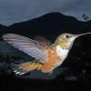 rufous-hummingbird-macro-built-in-flash