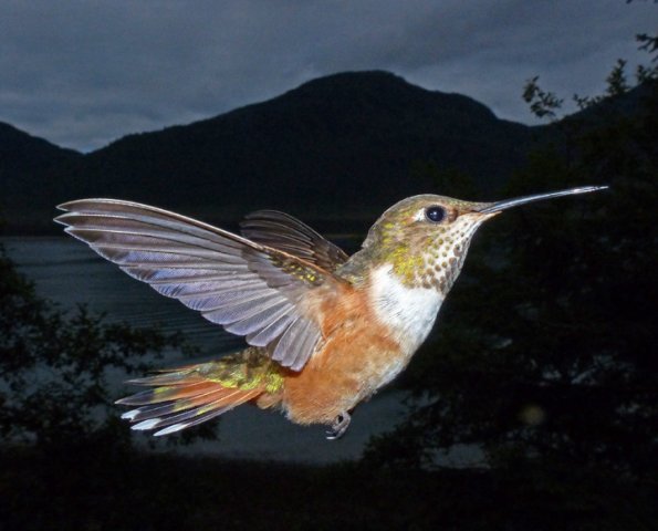 rufous-hummingbird-macro-built-in-flash